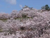 津山城跡-満開の桜