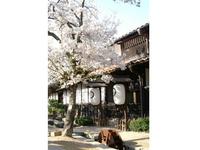 がいせん桜