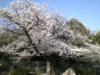 比治山公園