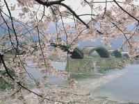 錦帯橋の桜