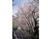 五条千本桜
