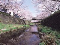 一の坂川の桜