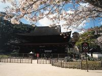 功山寺の桜