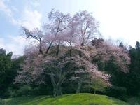 吉良のエドヒガン桜