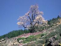 ひょうたん桜