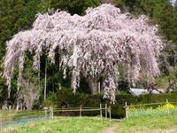 中越家のしだれ桜