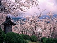 小城公園の桜