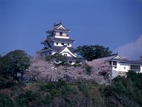 唐津城の桜