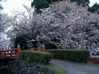 旭ヶ岡公園の桜
