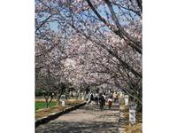 大村公園の桜