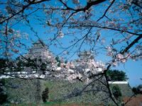島原城と桜