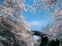 橘公園の桜