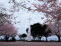 原城跡の桜