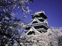 熊本城・桜
