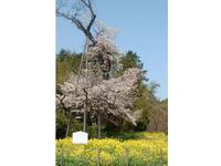 魚見桜