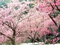 名護中央公園
